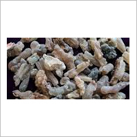 Salai Guggal