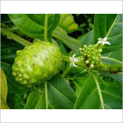 Noni Fruits