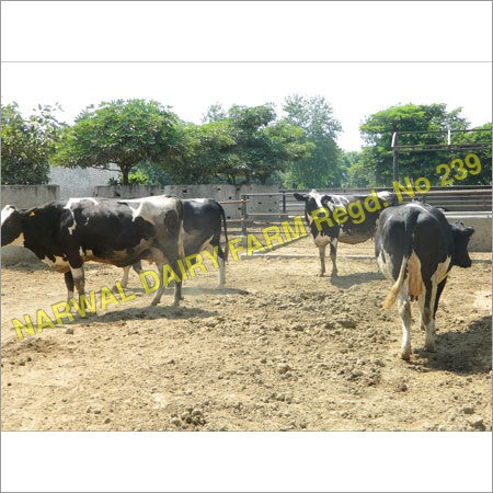 सफ़ेद और काले रंग की शुद्ध भारतीय Hf गाय