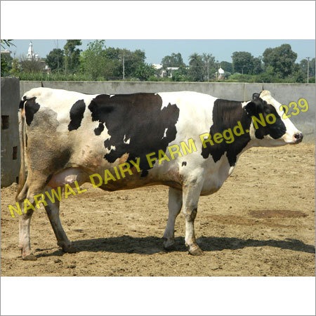 सफेद और काली Hf डेयरी गाय