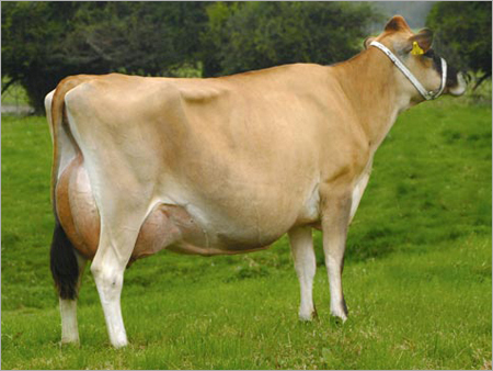 जर्सी गाय