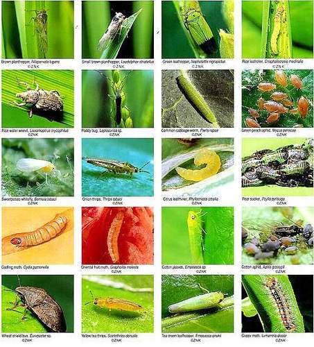 एटोफेनप्रॉक्स 10% एससी