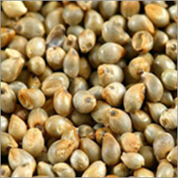 Pearl Millet