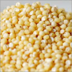 Foxtail Millet