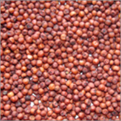 Finger Millet