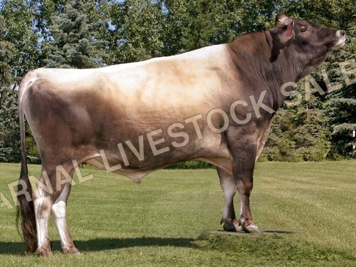 जर्सी मवेशी