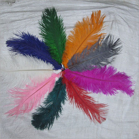 फेदर लेस