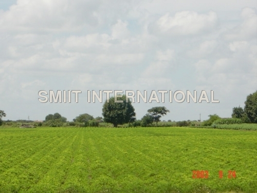 मूंगफली का खेत