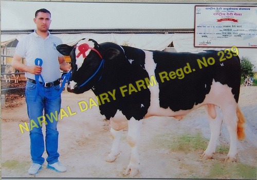 सफ़ेद और काला Hf बुल