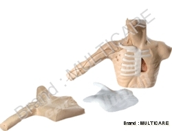 Picc Line (Peripherally Inserted Central Catheter)