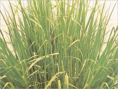 लेमनग्रास 02