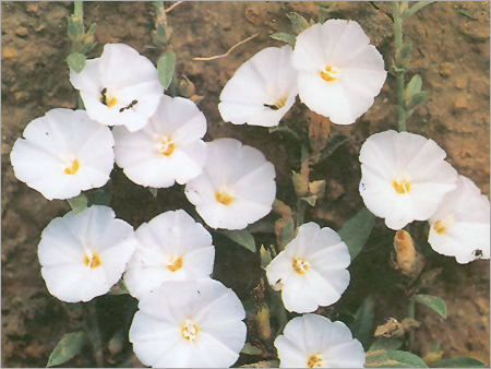 शंखपुष्पी (Convolvulus Microphyllus)