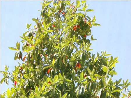 रुद्राक्ष पौधा