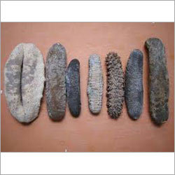 सूखी समुद्री खीरा