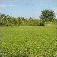 Farm Land for Sale in Jhajjar