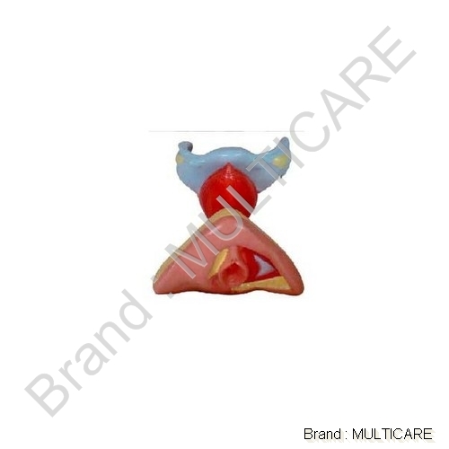 Female Internal & External Genital Organs