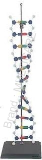 Dna Structure Simulation Kit Model
