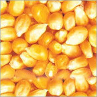 Yellow Maize