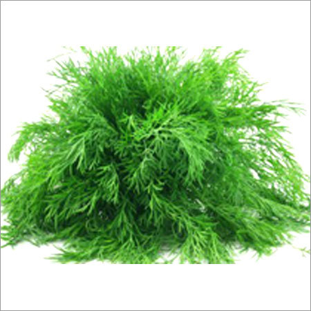 ताज़ा शेपू