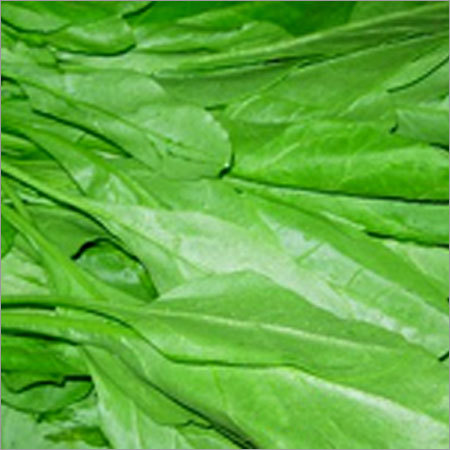 ताजा पालक