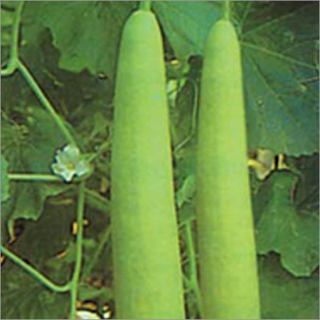 ऑर्गेनिक लौकी