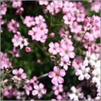 जिप्सोफिला