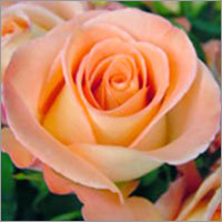 गुलाब के बीज