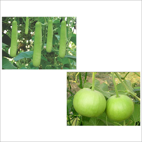 लौकी के बीज