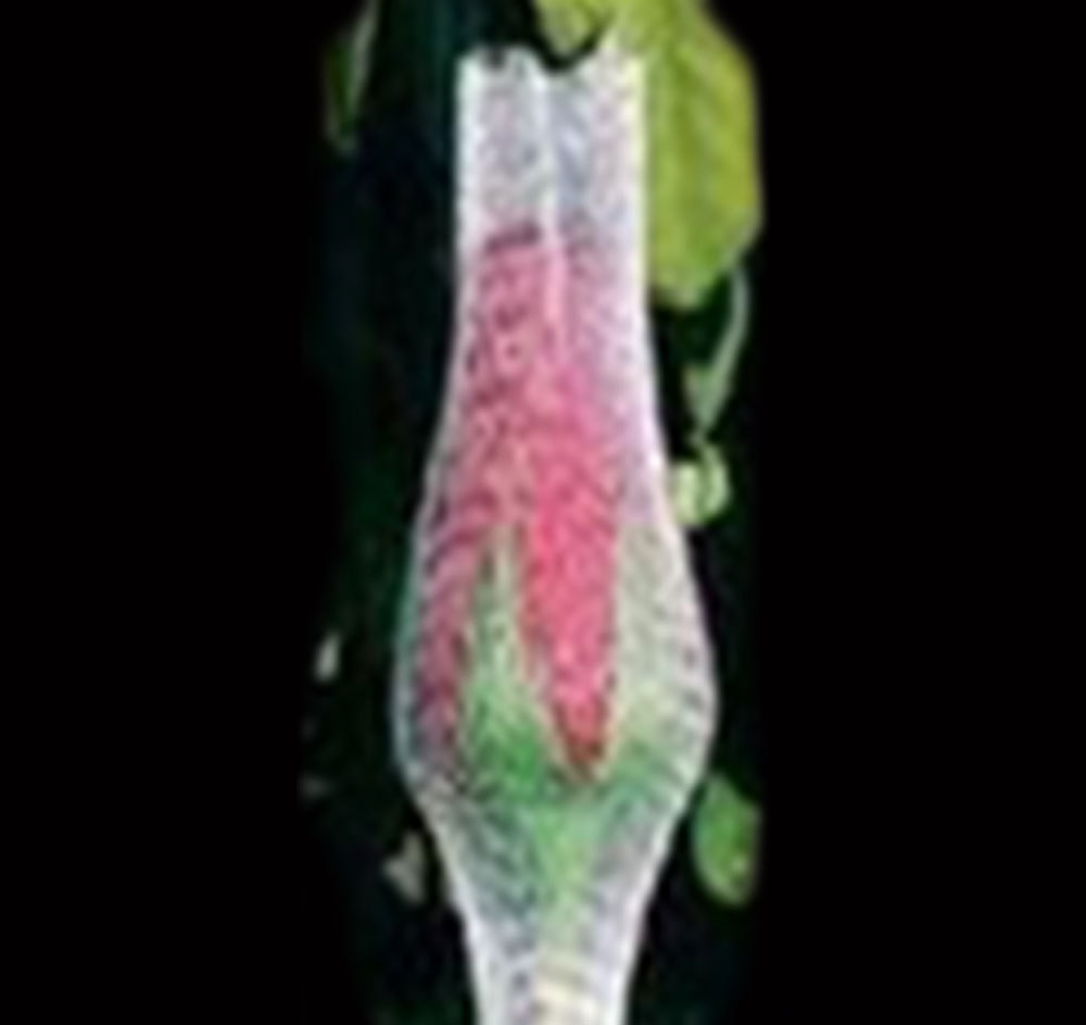 Bud Net Or Rose Packing Net