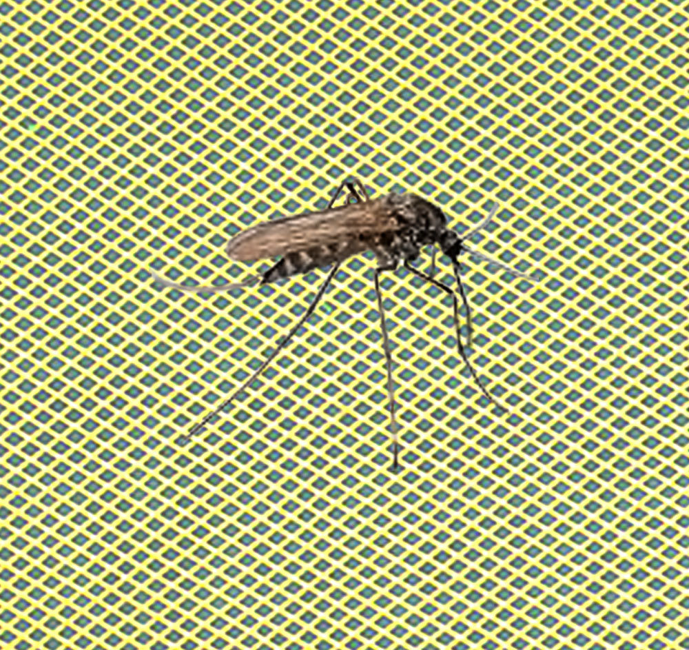 Mosquito Net