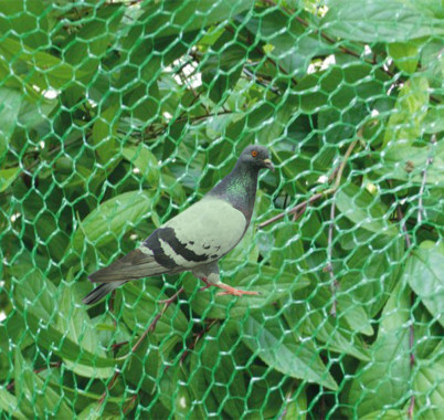 Anti Bird Protection Net