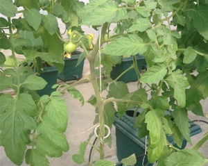 Pot Based System - Plastic Base, Polyethylene Frame, Small Greenhouse | 3.2mm PC Sheet Cover for Enhanced Durability