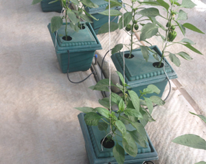 Pot Based System - Plastic Base, Polyethylene Plastic Frame, Small Greenhouse | PC Sheet Cover, 5.3mm Film Thickness, Hydroponic Trough Design