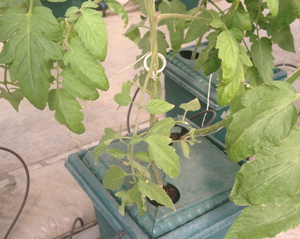 Pot Based System - Plastic Framework, Small Greenhouse | PC Sheet Cover, 3.2mm Film Thickness, Durable Polyethylene Plastic