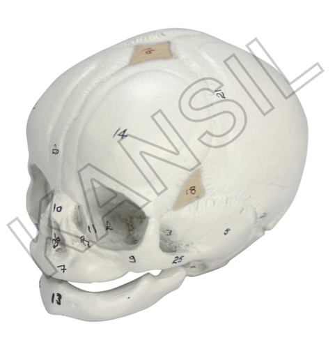 Human Fetal Skull Model