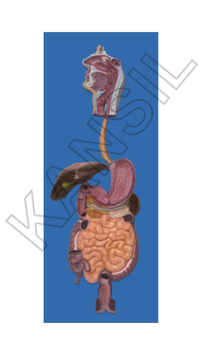 मानव पाचन तंत्र मॉडल