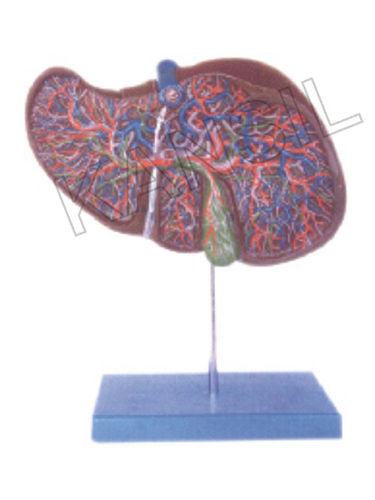 लिवर मॉडल