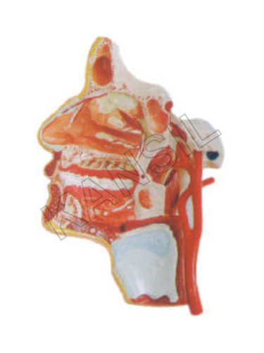 Model of the Head
