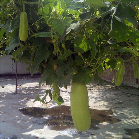जैविकBottle Gourd खेती