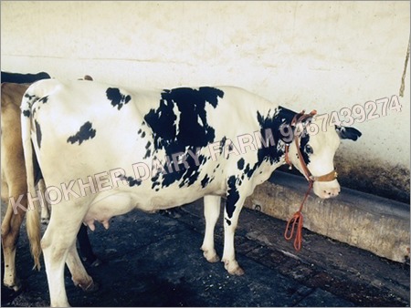 एचएफ गाय