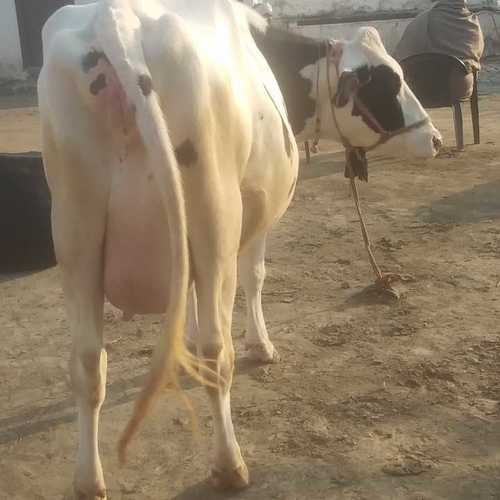 Hf गाय