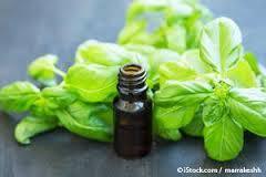 तुलसी का तेल