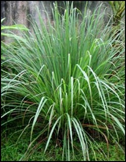 सिट्रोनेला तेल