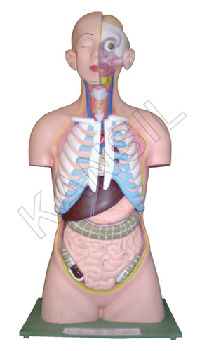 ह्यूमन बॉडी मॉडल