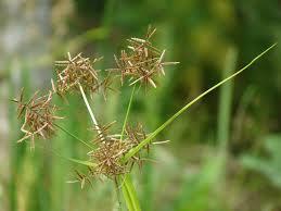 Cyperus Rotundus