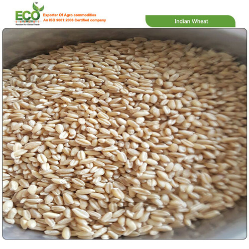 Indian Wheat