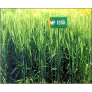 MP 1203 गेहूँ