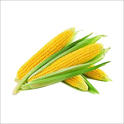 पीला मकई