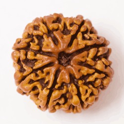 8 मुखी रुद्राक्ष