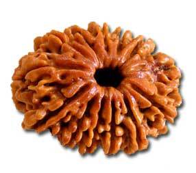 13 मुखी रुद्राक्ष